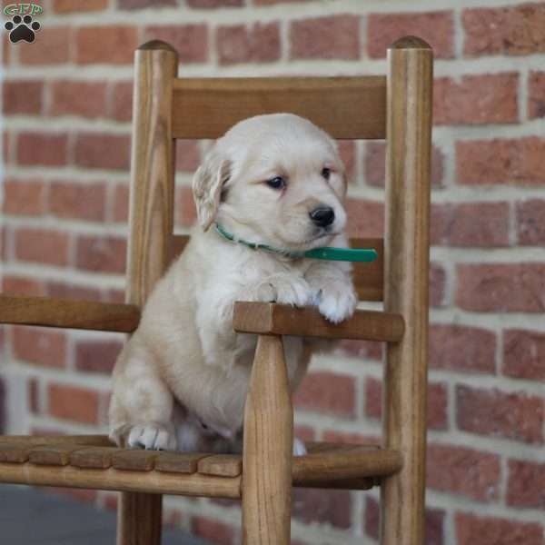Trey, Golden Retriever Puppy